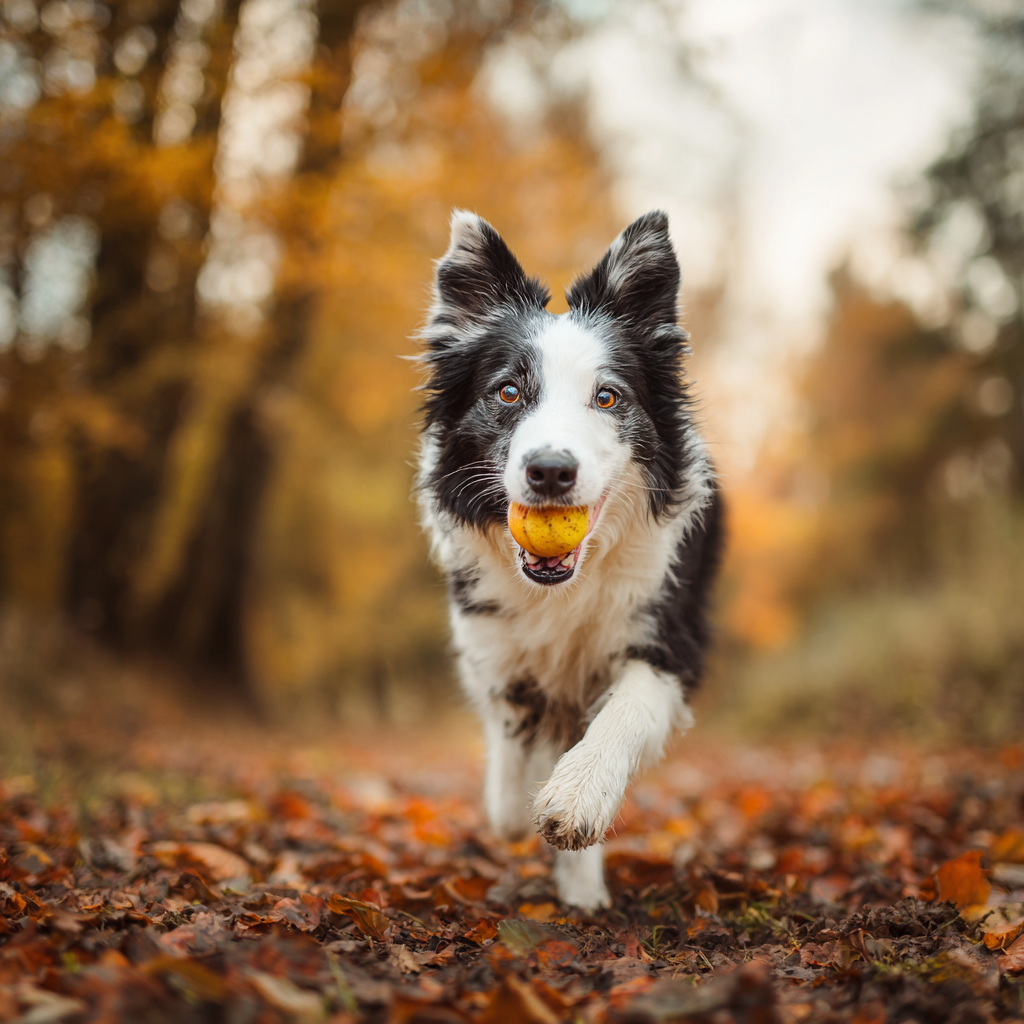 Outdoor interactive items
